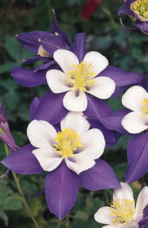 Aquilegia Songbird Nighingale Plants Planting Flowers Columbine