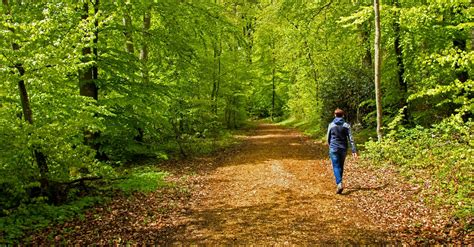 The Biophilic Mind A Walk In The Park To Reduce Rumination Phipps