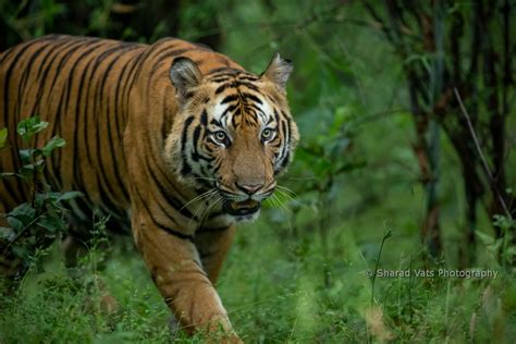 Tiger Safari India Bandhavgarh Tiger Safari Tours In India