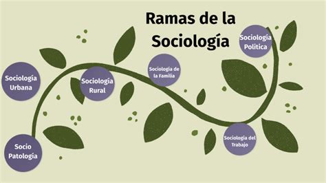 Ramas De La Sociologia Y Sus Caracteristicas Kulturaupice