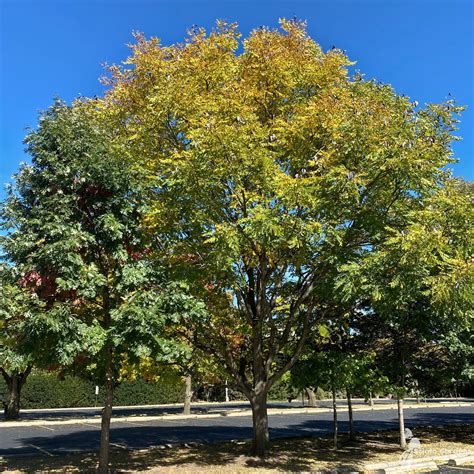 Gymnocladus dioicus #5 (Kentucky Coffeetree) - Scioto Gardens Nursery