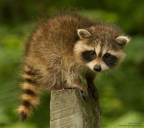 Mapache | Cute animals, Animals wild, Baby raccoon