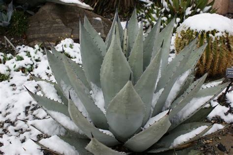 Agave Havardiana Havard Agave Plant Lust