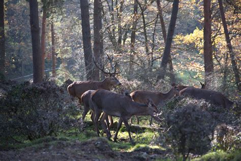 Wildgehege wieder von allen Seiten zugänglich Wildgehege Herborn