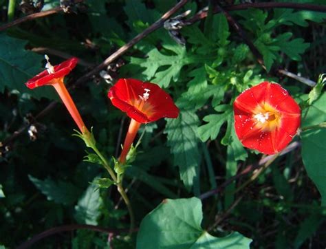 Small Red Morning Glory Ipomoea Coccinea This Plant Is O Flickr