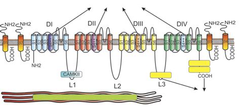 Schematic representation of the channel and the main sites of ... 
