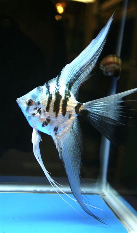 Rare Angelfish