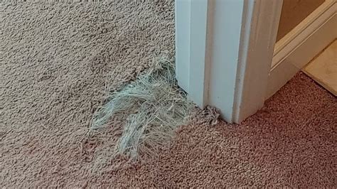 Pet Damaged Carpet Repair Before And After Results Youtube