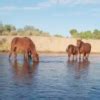 HOME - Salt River Wild Horse Management Group