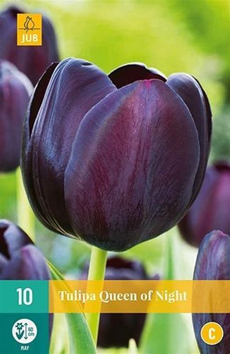 Tulipa Queen Of Night Enkele Late Tulp Set Van Stuks Bol