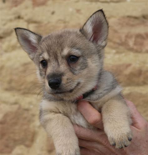 Elevage Des coeurs d alène eleveur de chiens Vallhund suédois Spitz