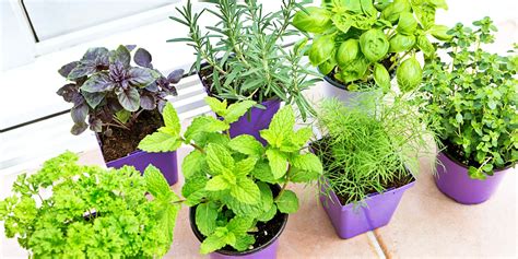 Herb Garden Plant Streamingcommunityhd