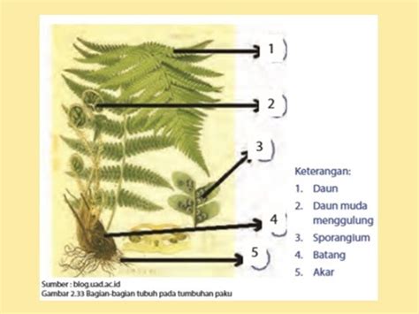 Pras Academy Smp Reproduksi Tumbuhan Lumut - Riset