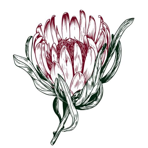 Protea Sketch Stock Illustrations 475 Protea Sketch Stock