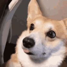 corgi funny gif