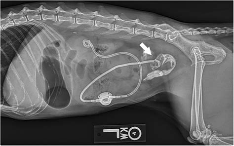 Abdominal Contrast Radiographs Of An Yearold Siamese Female Spayed