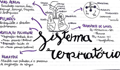 Resumo Sobre Sistema Respirat Rio Biologia Estuda Enem