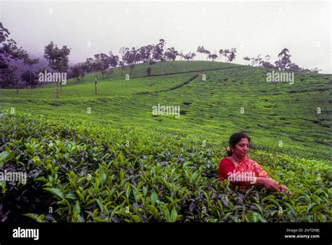 Tea Picker In A Rajamalai Plantation In Munnar A Hill Station In The Western Ghats Of Kerala