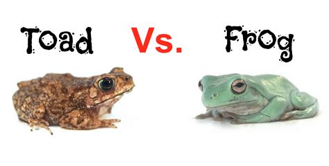 Frogs vs. Toads - Pets & Animals Forum - Neoseeker Forums
