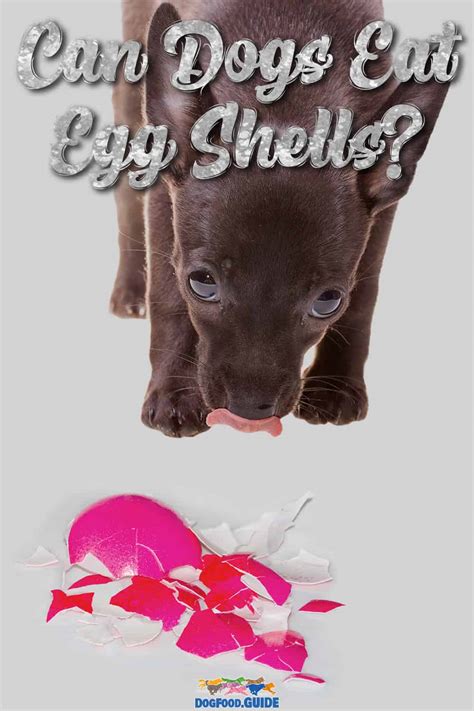 Can Dogs Eat Egg Shells? Learn 15 Exciting Facts About It