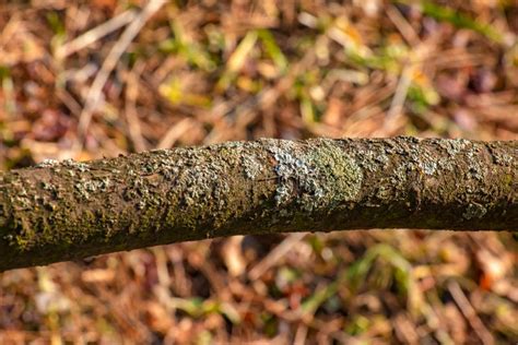 Trunk Of Staghorn Sumac In Early Spring In The Garden The Texture Of