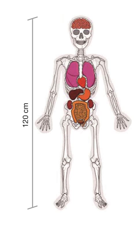 L Homme Squelette Et Organes Asco Celda