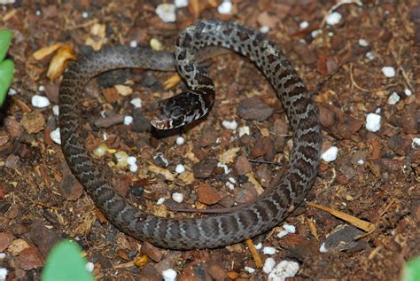 Juvenile Southern Black Racer Coluber Constrictor Priapus Flickr