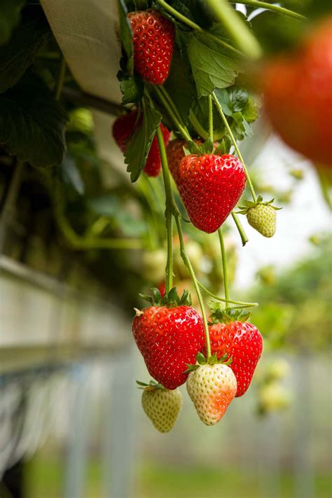 Fruit & Berry Plants for Sale | Orange Trees & Blueberry Plants | Hirt's Gardens