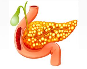 Pâncreas O que é função onde fica suco pancreático insulina