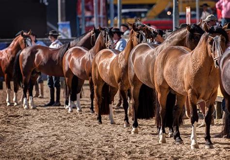 Cavalos crioulos Canal Rural vai transmitir 8 leilões na Expointer