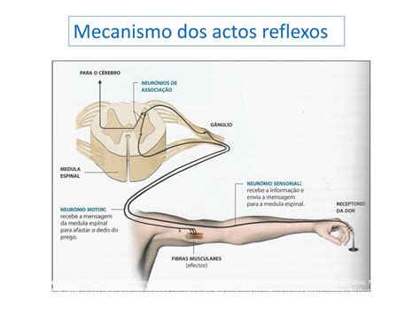 PPT Sistema Neuro Hormonal Sistema Nervoso PowerPoint Presentation