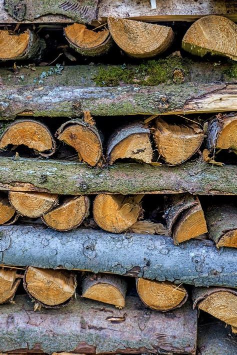 Fuel-wood stock photo. Image of source, natural, renewable - 24262134