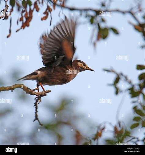 A group of birds Stock Photo - Alamy