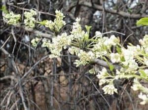 The Tree – African Blackwood Conservation Project