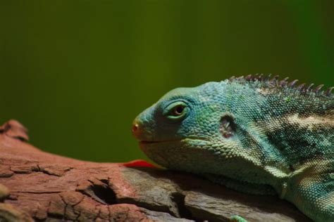 Top 10 Fiji Crested Iguana Facts - A Beautifully Bright Iguana