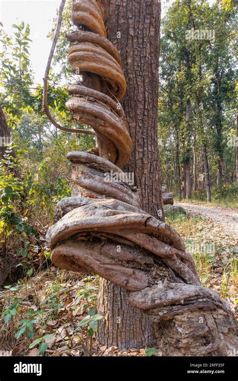 Nepal Terai Region Bardia Or Bardiya National Park Forest Sal