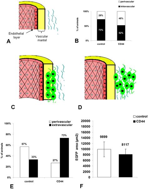 A Schematic Representation Of The Blood Vessel Structure The