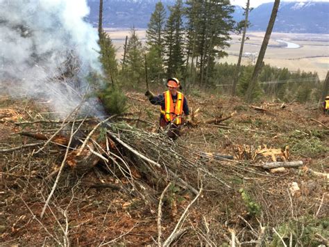 B C Community Forests Take Action To Reduce Wildfire Risk Forest