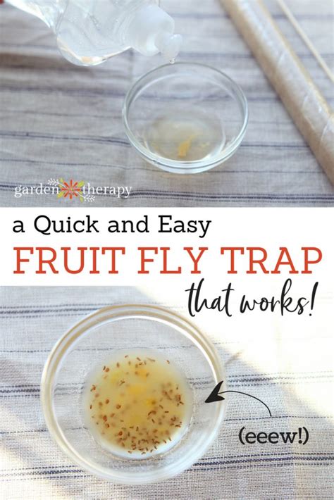 How to Get Rid of Fruit Flies FAST {Easy DIY Fruit Fly Trap}