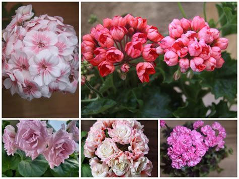 Сортовые пеларгонии Молдова