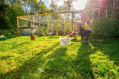 Comment Installer Et Entretenir Un Poulailler Dans Son Jardin