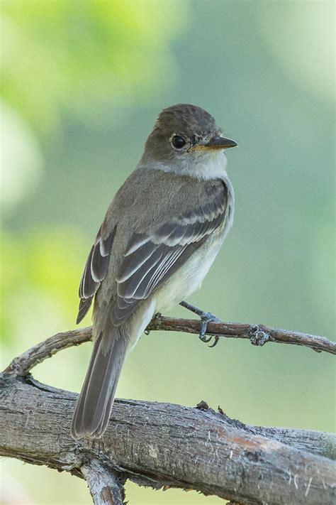 American Grey Flycatcher Empidonax Wrightii Photo Call And Song