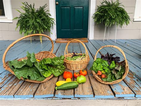 First proper summer harvest! Collards, chard, bush & pole beans