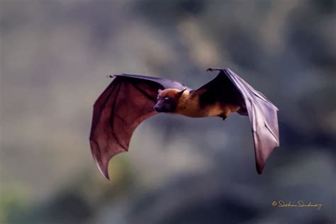 Flying Fox Megabats Sachin Sawhney Flickr