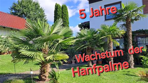 Jahre Wachstum Der Hanfpalme Trachycarpus Fortunei Wagnerianus