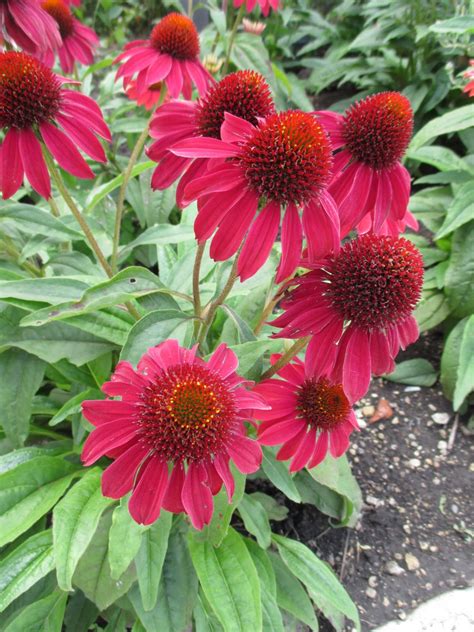 Rotary Botanical Gardens - Hort Blog: Sombrero Coneflowers (Echinacea)