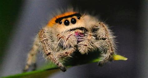 Phidippus regius 101: Care, Enclosure, Temperament & More | Beyond The Treat