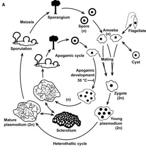 Physarum Life Cycle