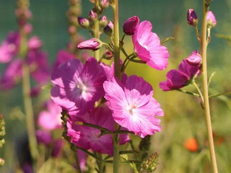Сидальцея: описание, фото, сорта, посадка и уход