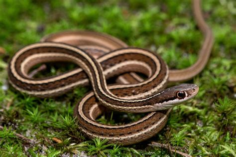 Eastern Ribbonsnake | South Carolina Partners in Amphibian and Reptile